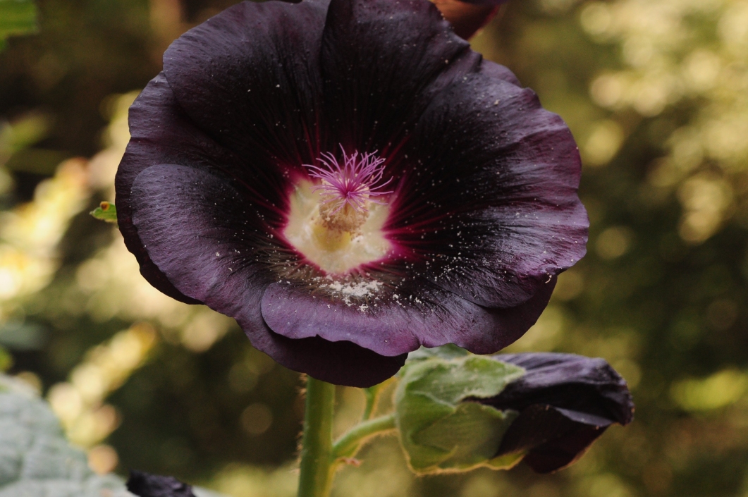 Hollyhock Blackie purple hollyhocks seeds, hand harvested natural unique & unusual seeds